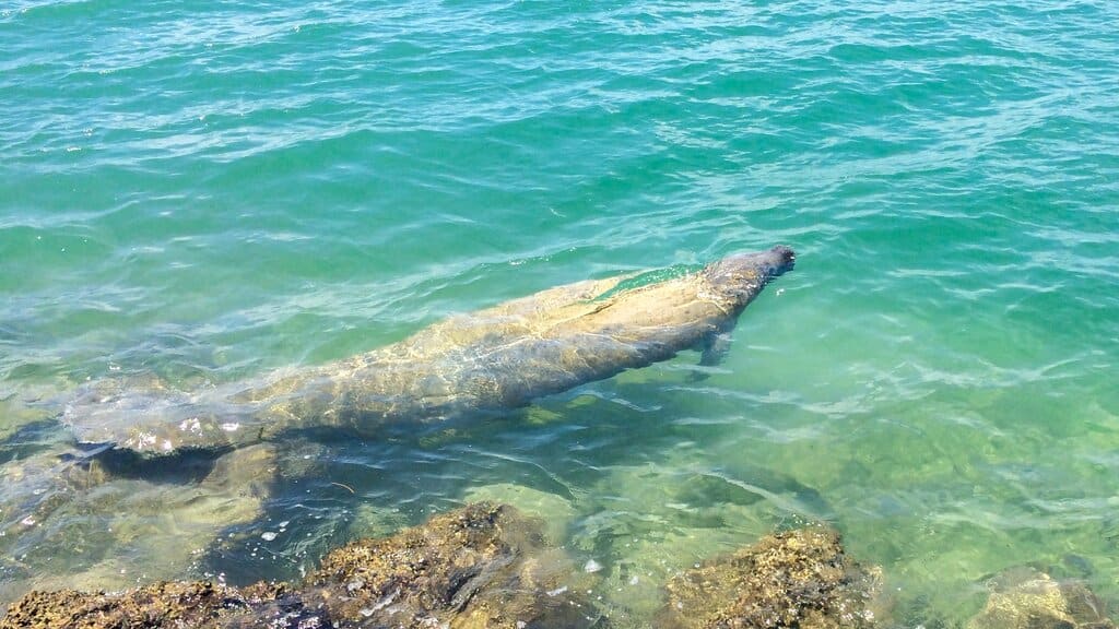 manatee in Biscayne National Park