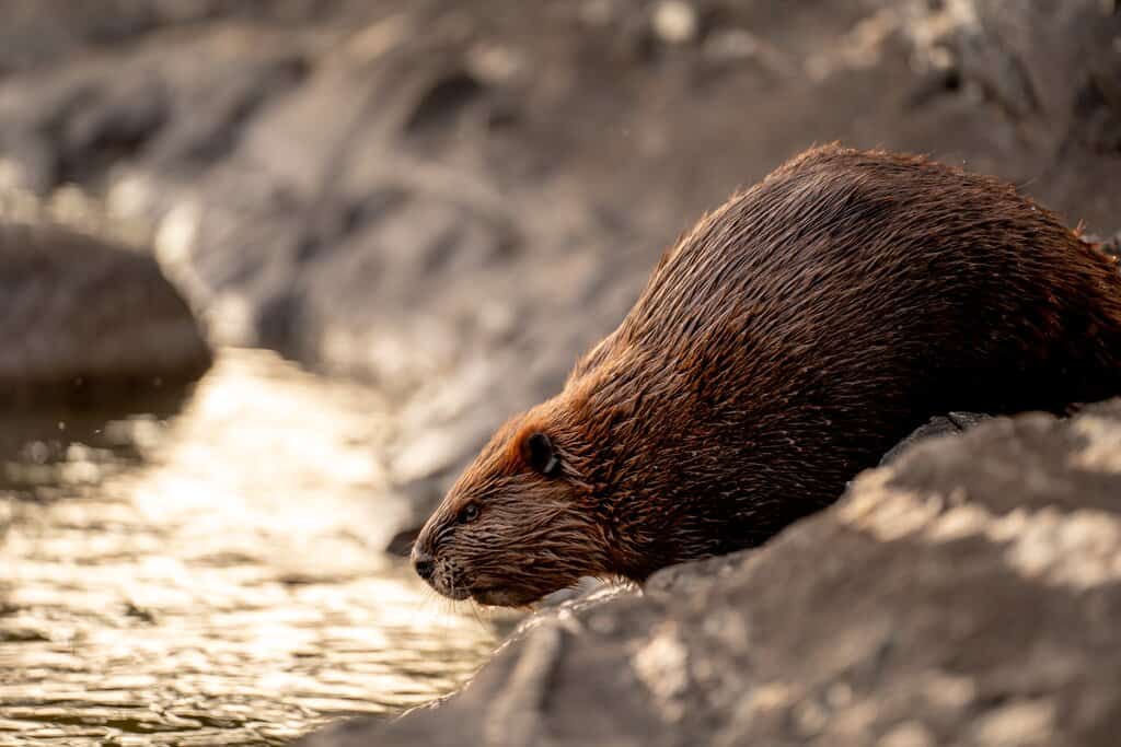 a beaver sipping from a river