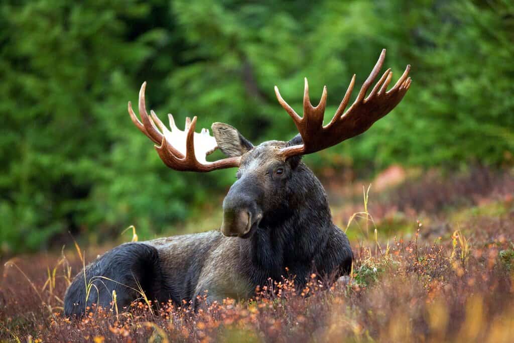 A moose chilling
