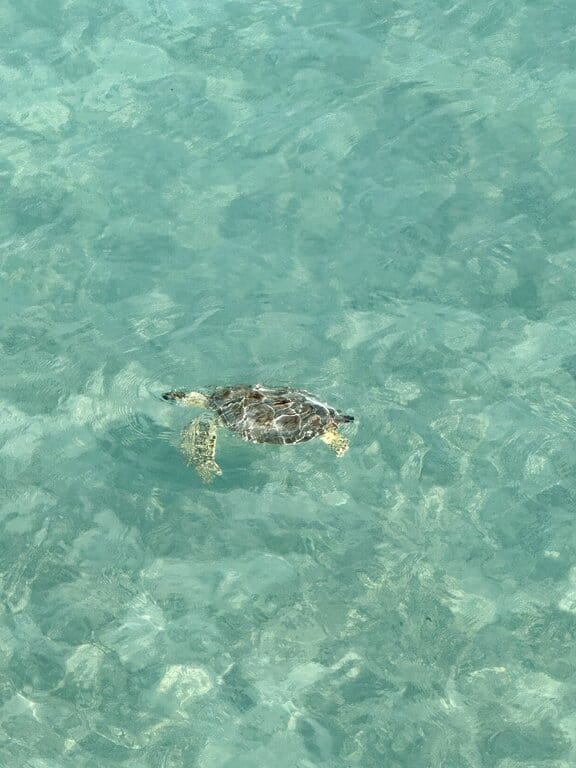 Turtle in the water in Turks and Caicos