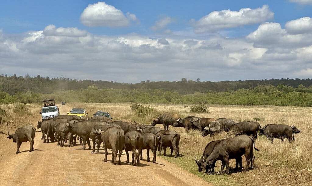 water buffalo in Nairobi National Park