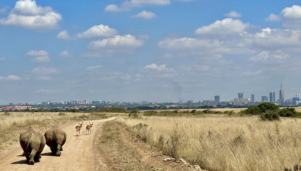 Rhinos walking on the road in Nairobi National park