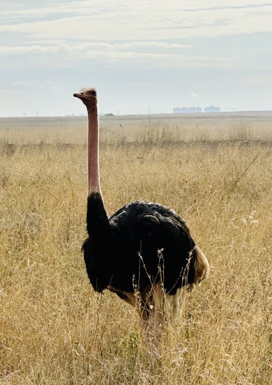 Ostrich in Nairobi National park