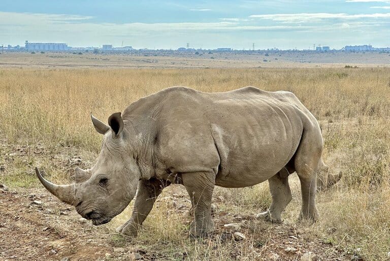 Rhino in Nairobi national park on a long layover in Nairobi