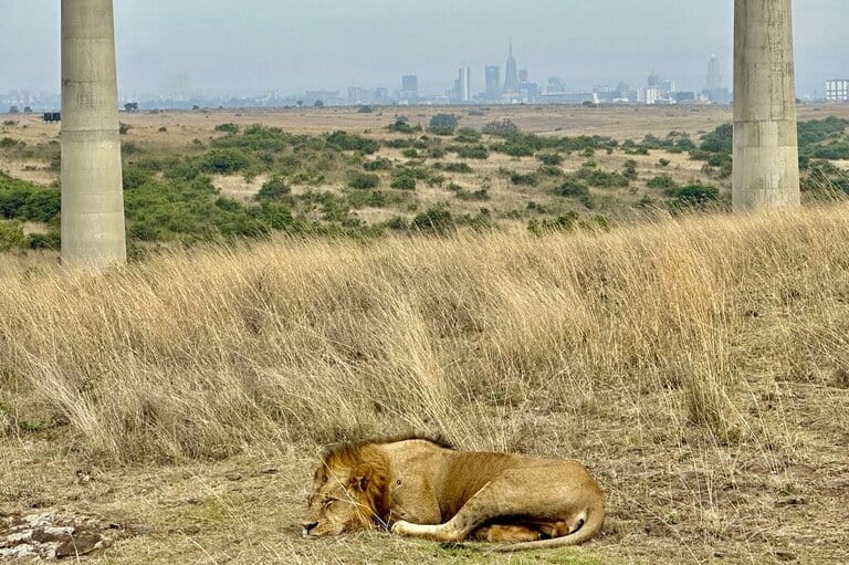 a sleeping lion in Nairobi National Park