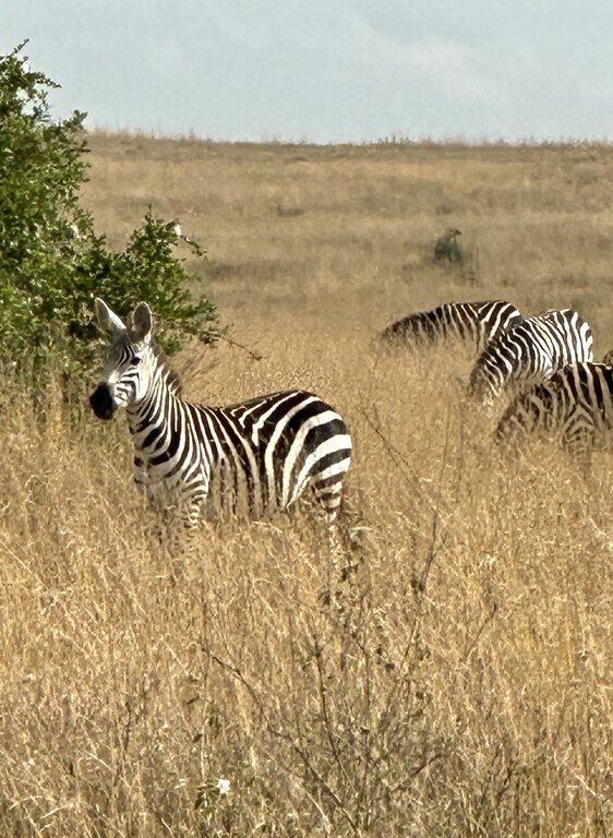 zebras in Nairobi National Park