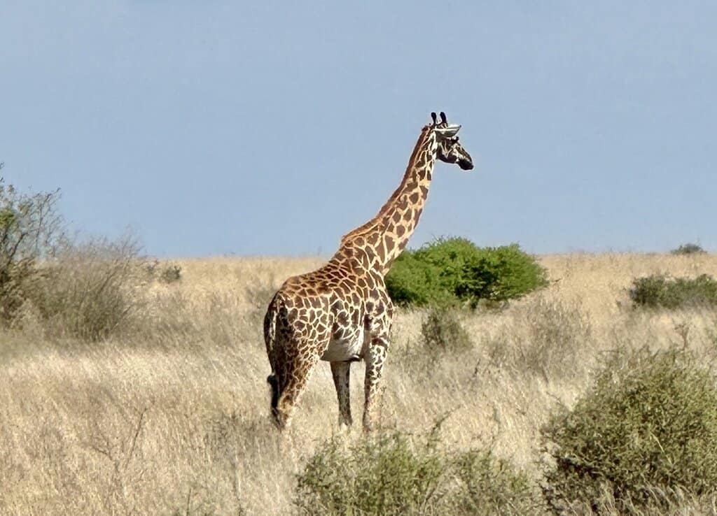 a lone giraffe in Nairobi National Park
