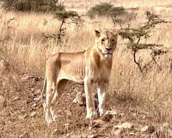 a lion in Nairobi National Park