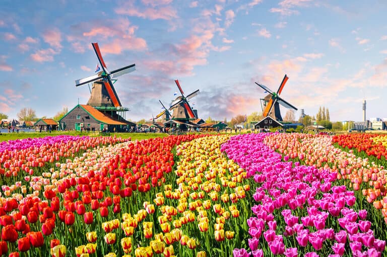 Tulip fields and windmills in the Netherlands