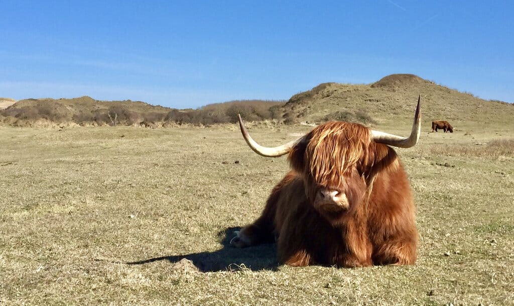 Scottish Cow in Zuid-Kennemerland National Park