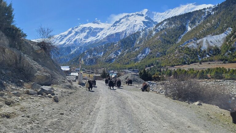 best treks in Nepal - yaks on the trail on the Annapurna circuit trek in Nepal