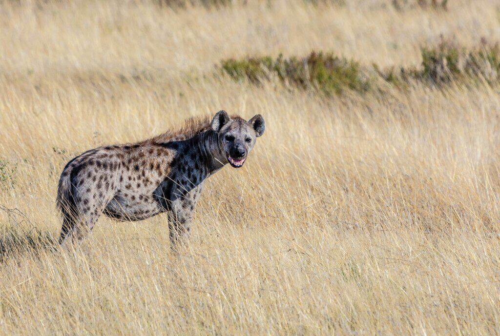 A hyena in Africa