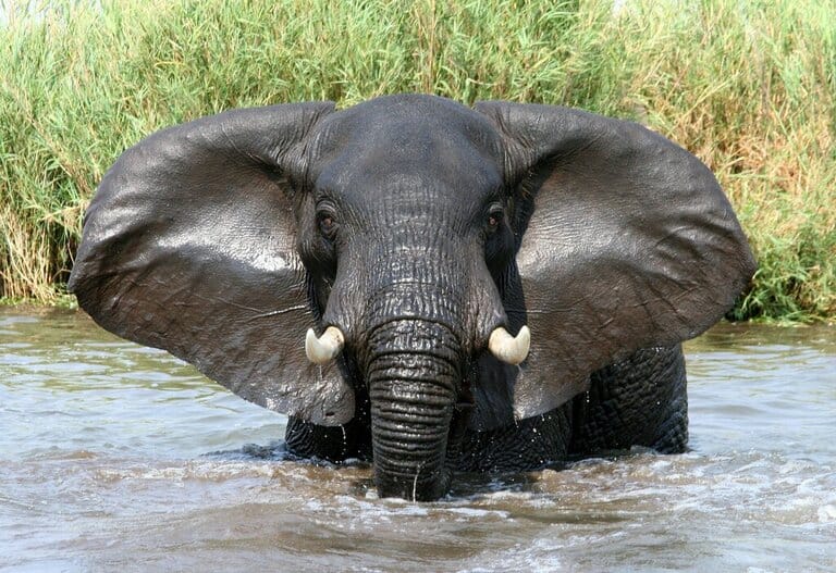 an elephant in Liwonde National Park Malawi