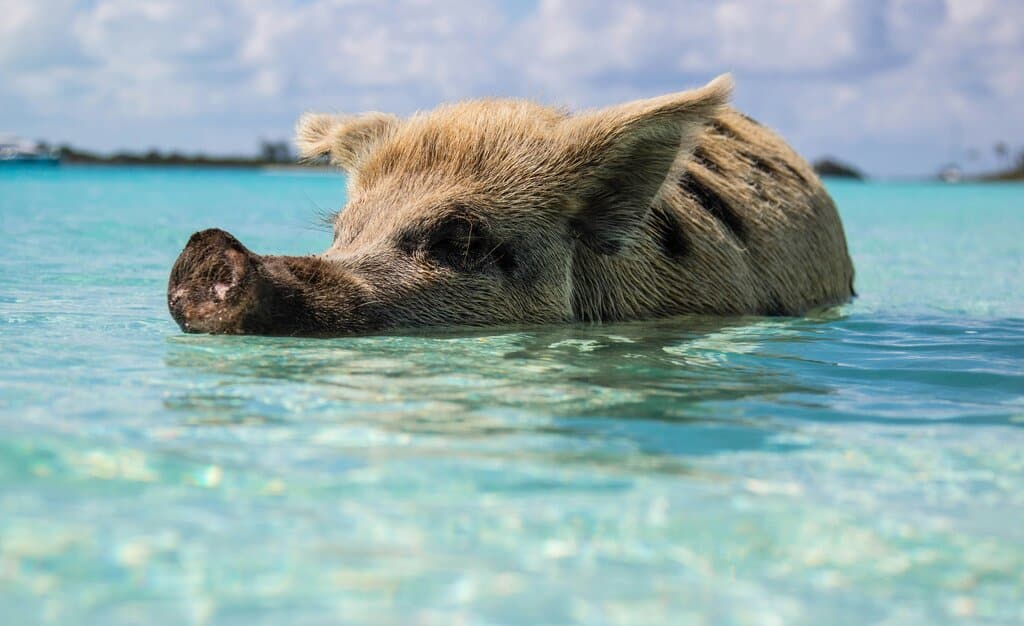 A pig swimming in the water in The Bahamas