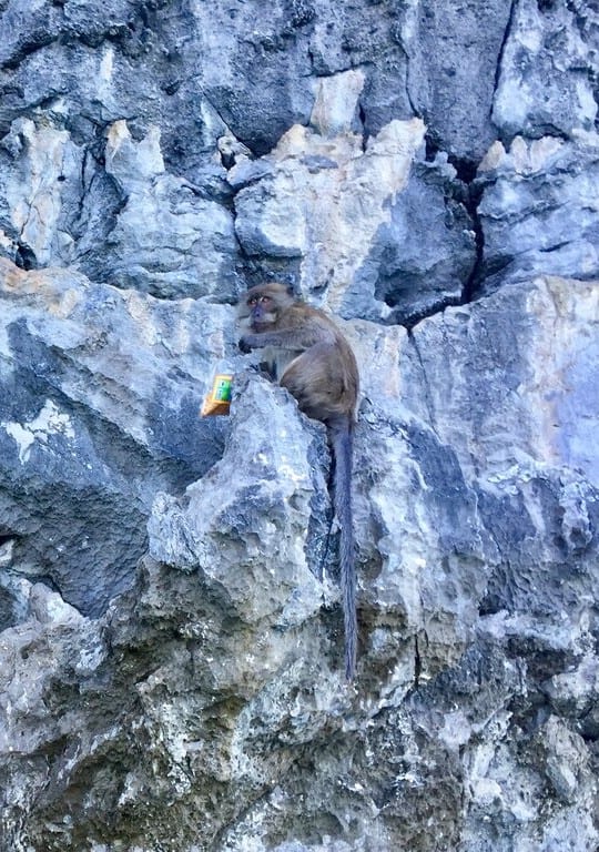 a monkey eating a bag of chips