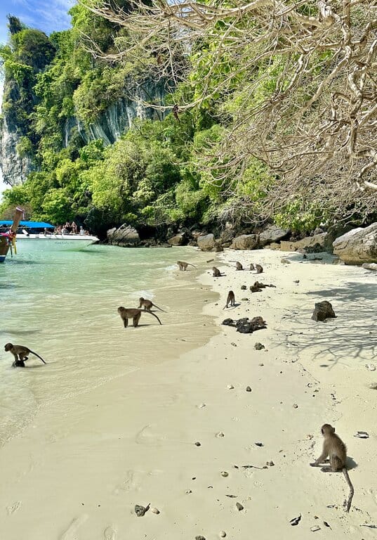 Monkeys on the beach at Monkey Beach in Thailand