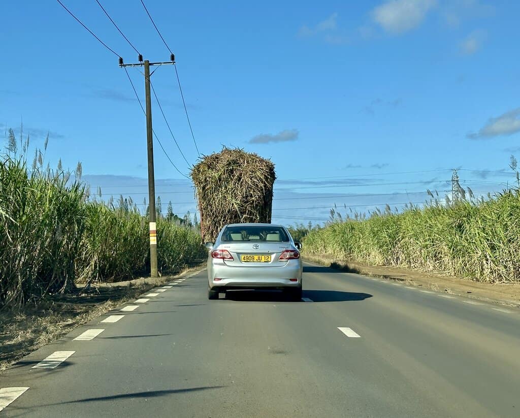 Stuck behind a sugar cane truck
