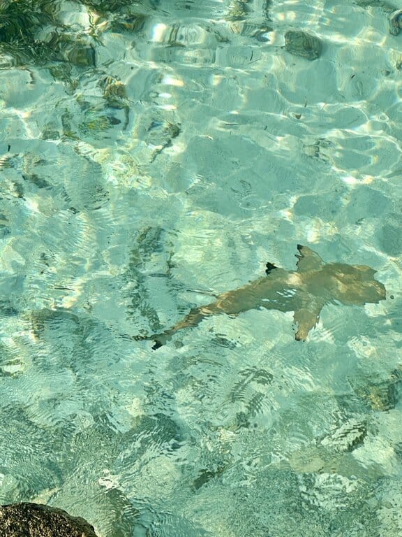 a shark in the water in the Maldives